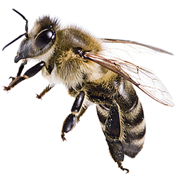 Carniolan Honey Bee